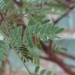 Vachellia nilotica Yaprak