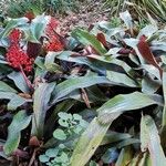 Aechmea miniata Συνήθη χαρακτηριστικά