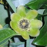 Austrobaileya scandens Virág