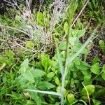 Fritillaria lusitanica ഇല