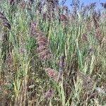 Phragmites australisBlad