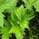 Heracleum mantegazzianum Blad