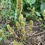 Amaranthus hybridus ശീലം