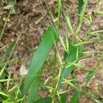 Elymus hystrix Folio