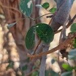 Senegalia mellifera ഇല
