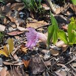 Siphonochilus puncticulatus Flor