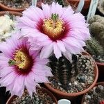 Echinocereus reichenbachii Blatt