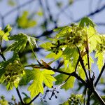 Acer macrophyllum Lapas