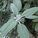 Salvia officinalisLeaf