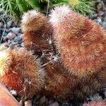 Echinocereus dasyacanthus Хабит