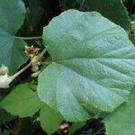 Rubus irenaeus Blatt