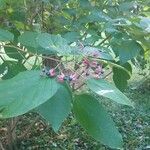 Clerodendrum trichotomumFleur