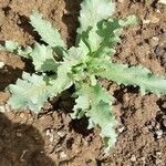 Verbascum sinuatumبرگ