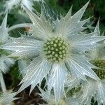Eryngium giganteum Blüte