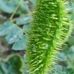 Caesalpinia bonduc Vrucht