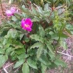 Paeonia corsica Flower