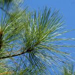 Pinus caribaea Otro