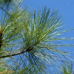 Pinus caribaea Muu