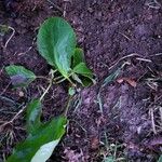 Bergenia crassifoliaLeaf