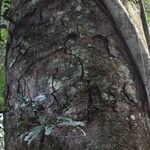 Erythrophleum suaveolens Bark