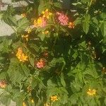 Lantana aculeata Fuelha