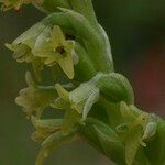 Gennaria diphylla Blüte