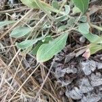 Eriogonum umbellatum Лист