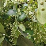 Tilia tomentosa Fruit