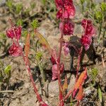 Rumex cyprius Fruto