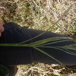 Panicum maximum Hoja