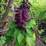 Salvia splendens Hábito