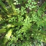 Adiantum capillus-veneris葉