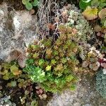 Sedum hirsutum Folha