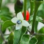 Capsicum annuumफूल