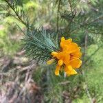 Pultenaea stipularis Λουλούδι