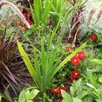 Gladiolus murielae Folha