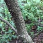 Diospyros whyteana Corteza