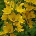 Lysimachia punctataKvět