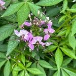 Cleome houtteana Blodyn