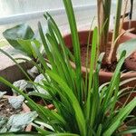 Zephyranthes roseaFolha