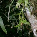 Epidendrum hunterianum Arall
