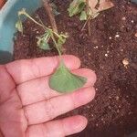 Ginkgo bilobaLeaf