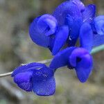 Polygala microphylla Fiore