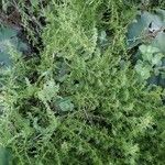 Artemisia annuaFlower