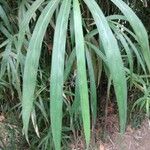 Pseudosasa japonica List