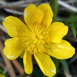 Ranunculus alismifolius Цветок