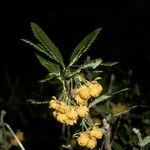 Berberis serratodentata Λουλούδι