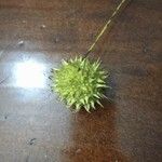 Liquidambar styraciflua Ekosanga