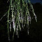 Polygala tenella Цвят