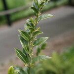 Sarcococca pruniformis Fuelha